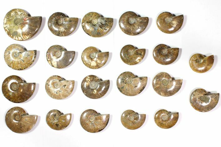 Lot: - Polished Whole Ammonite Fossils - Pieces #116658